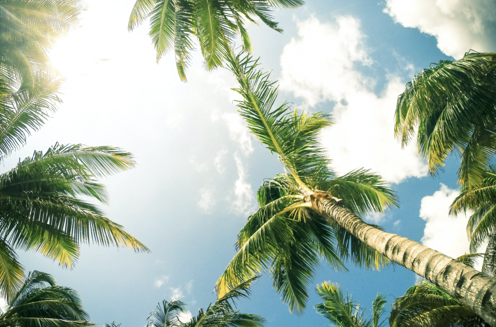 palm trees in punta cana